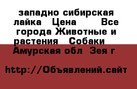 западно сибирская лайка › Цена ­ 0 - Все города Животные и растения » Собаки   . Амурская обл.,Зея г.